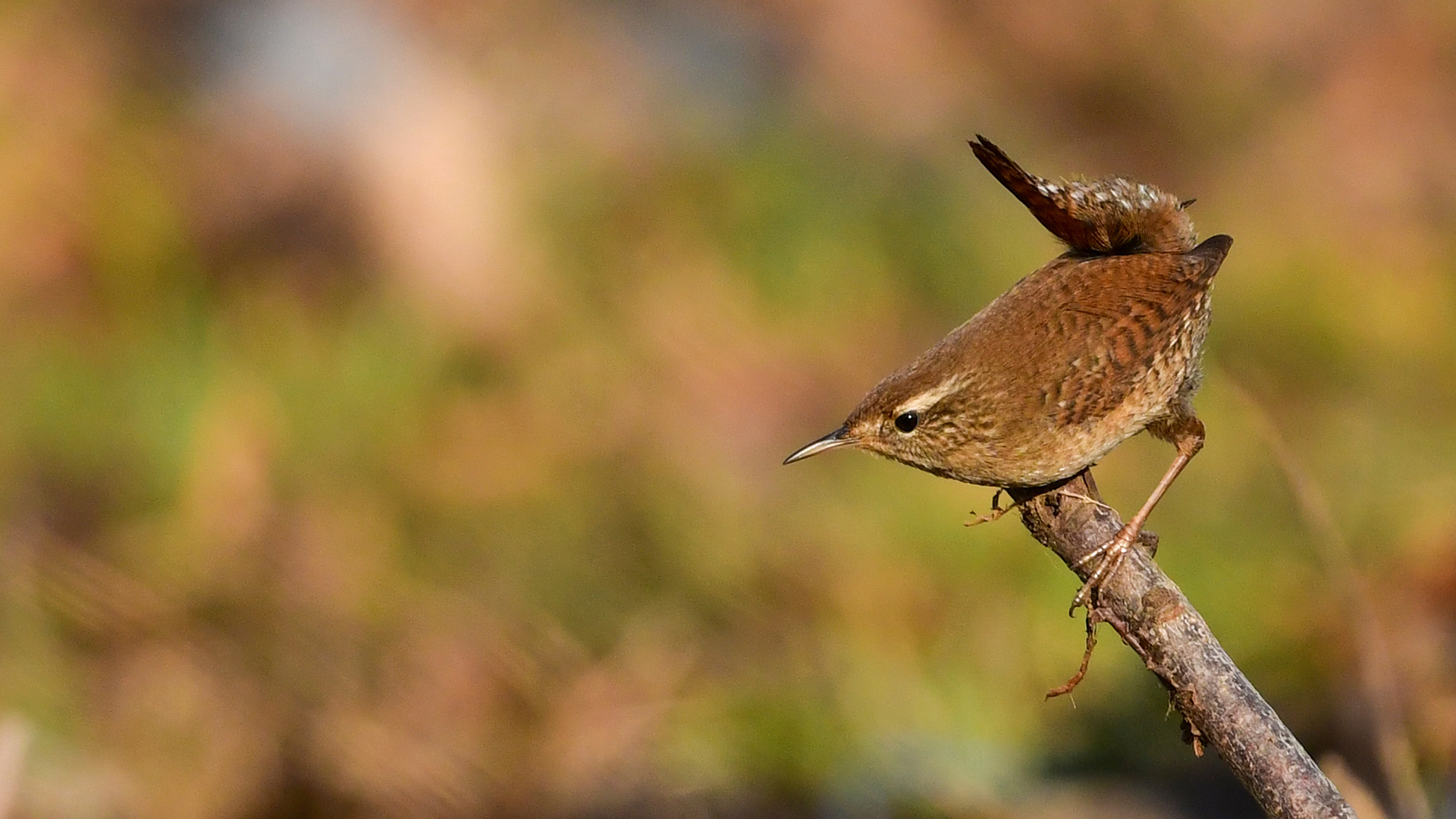 Eurasian Wren
